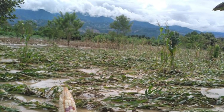 danos-cultivos-tormenta