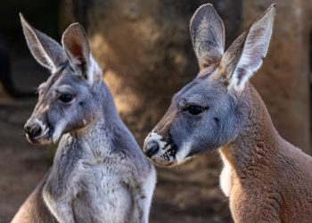 Canguros en el Zoológico La Aurora Jarbin Yelmo
