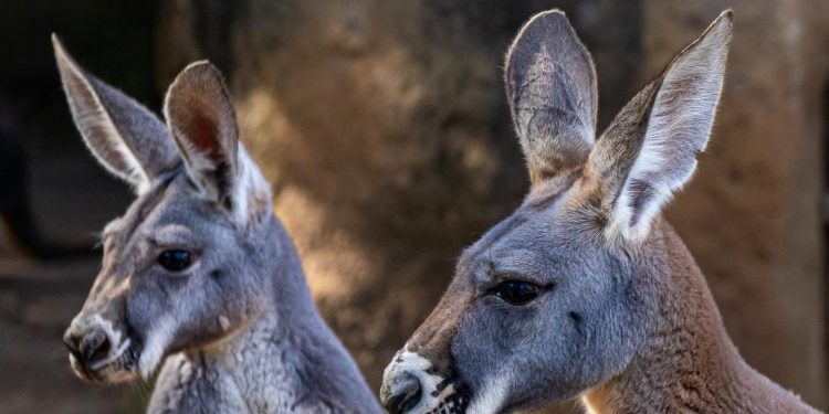 Canguros en el Zoológico La Aurora Jarbin Yelmo