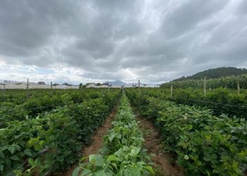 El MAGA emite recomendaciones ante el ingreso del invierno al país./Archivo.