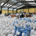 Voluntarios trazan meta de empacar 100 mil bolsas de víveres