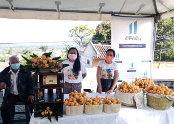 Promueven la comercialización del níspero en Sacatepéquez