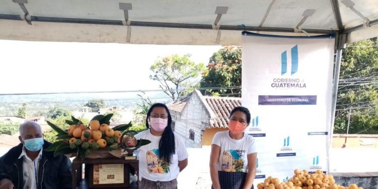Promueven la comercialización del níspero en Sacatepéquez