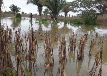 MAGA da medidas preventivas para proteger cultivos ante llvuias