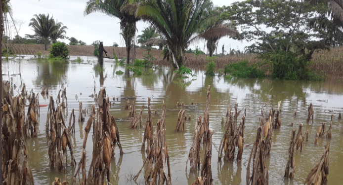 MAGA da medidas preventivas para proteger cultivos ante llvuias