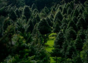 Preparan operativos para erradicar tráfico de pinabete