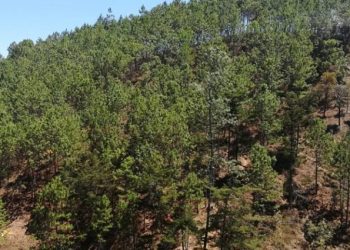 Inab y FAO ejecutan proyecto para restaurar el paisaje forestal en Petén
