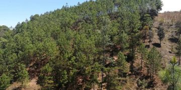 Inab y FAO ejecutan proyecto para restaurar el paisaje forestal en Petén