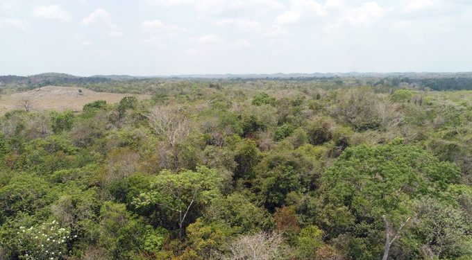 Cuáles son los beneficios de los incentivos forestales