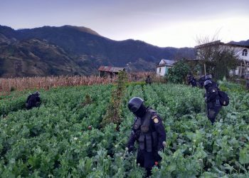 Erradican amapola valorada en más de 266 millones de quetzales