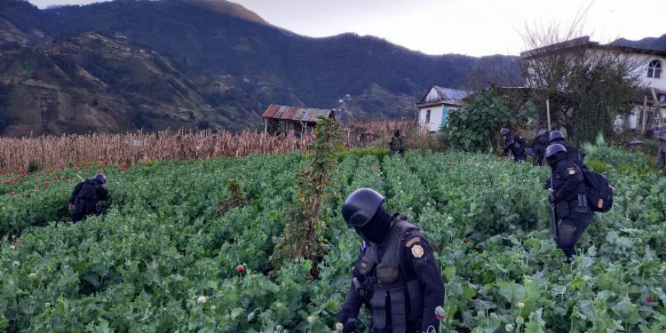 Erradican amapola valorada en más de 266 millones de quetzales
