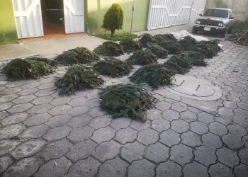Decomisan más de 10 mil ramillas de pinabete que pretendían vender ilegalmente