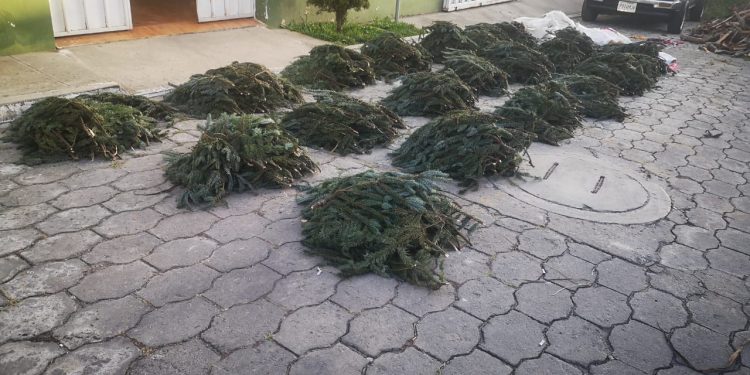 Decomisan más de 10 mil ramillas de pinabete que pretendían vender ilegalmente