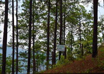 Destinan más de 500 millones de quetzales para incentivos forestales en 2020