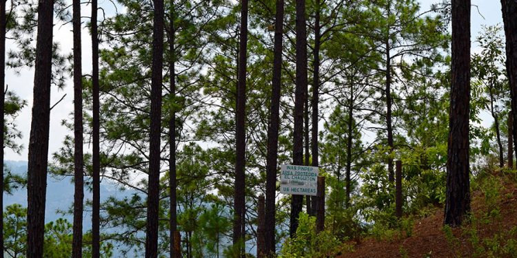 Destinan más de 500 millones de quetzales para incentivos forestales en 2020