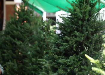 Cuál es el precio de los árboles de pinabete y sus subproductos