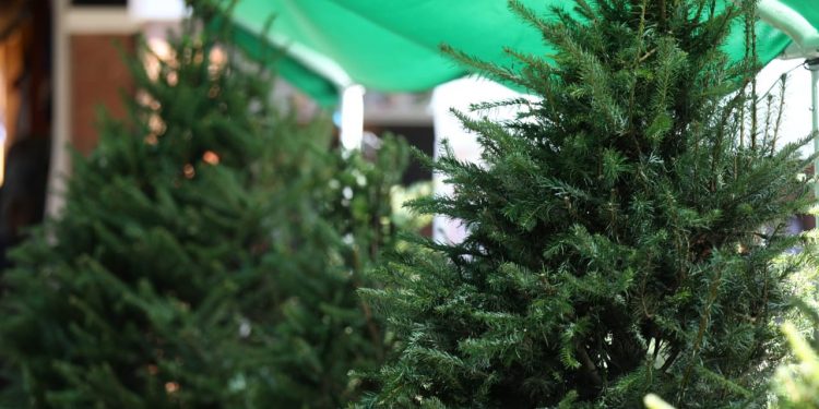 Cuál es el precio de los árboles de pinabete y sus subproductos