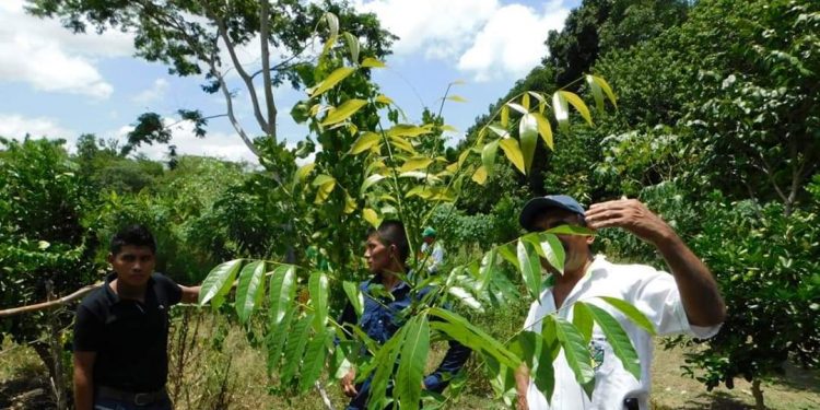 Presentan manual de establecimiento y manejo de sistemas agroforestales
