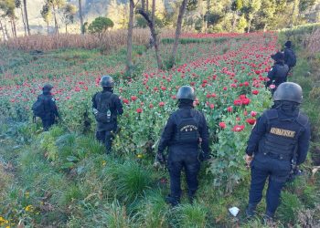 Por segundo día consecutivo, erradican plantaciones de amapola en San Marcos