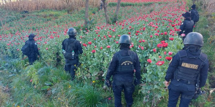 Por segundo día consecutivo, erradican plantaciones de amapola en San Marcos