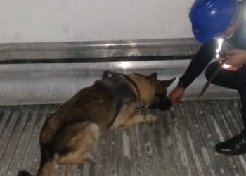 Agente canino descubre cocaína oculta en contenedor proveniente de Costa Rica