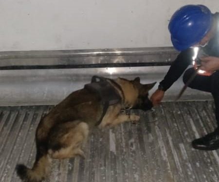 Agente canino descubre cocaína oculta en contenedor proveniente de Costa Rica