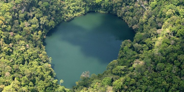 En enero comenzará levantamiento de datos para crear Inventario Forestal Nacional de Guatemala