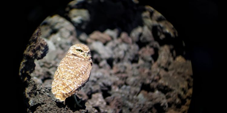 buho-madriguero-guatemala