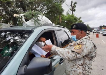 Mantienen operativos para evitar el tráfico de pinabete