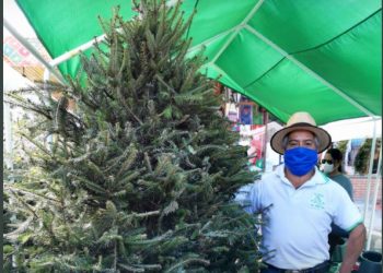 Pinabete: Árbol de Navidad y su proveniencia