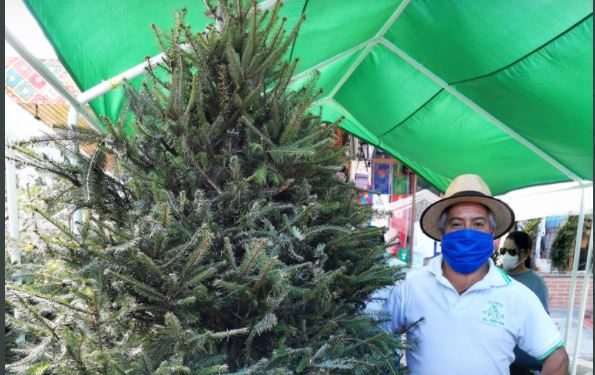 Pinabete: Árbol de Navidad y su proveniencia