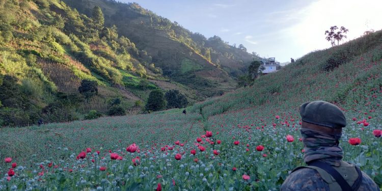 Militares apoyan en erradicación de más de 5 millones de plantas de amapola