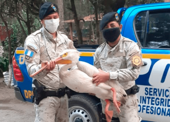 Diprona rescata más de 300 ejemplares de animales silvestres durante el año