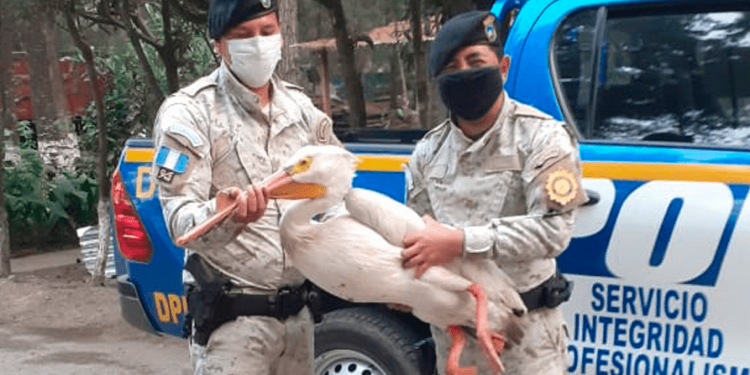 Diprona rescata más de 300 ejemplares de animales silvestres durante el año