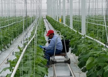 trabajadores temporales Minex
