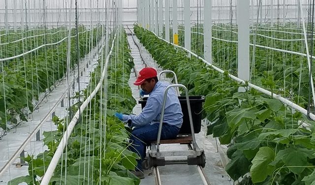 trabajadores temporales Minex