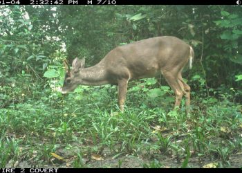 Monitorean fauna silvestre en Petén