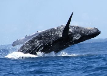 Ballena Jorobada