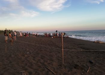 Avistan a elefante marino en playas de Guatemala y hacen llamado a protegerlo