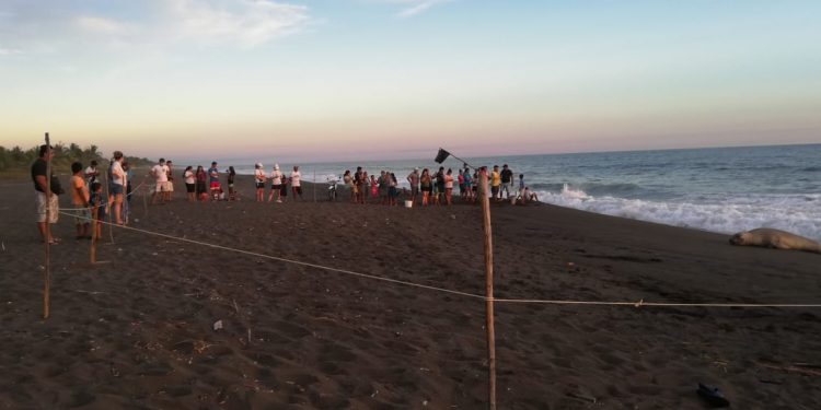 Avistan a elefante marino en playas de Guatemala y hacen llamado a protegerlo