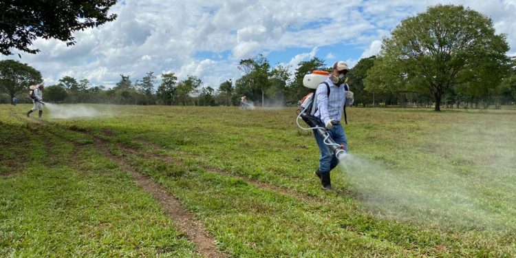 MAGA realiza fumigación para erradicar la langosta voladora en en departamento de Petén./MAGA.