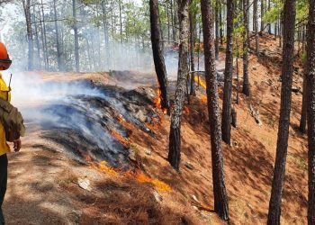 Lanzan campaña para prevenir incendios forestales