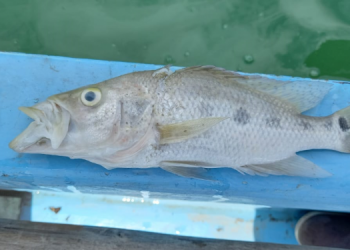 Muerte de peces en laguna Macanché se debe a la falta de oxígeno