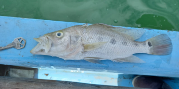 Muerte de peces en laguna Macanché se debe a la falta de oxígeno