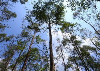 Habilitan módulo electrónico para gestionar licencias de aprovechamiento forestal