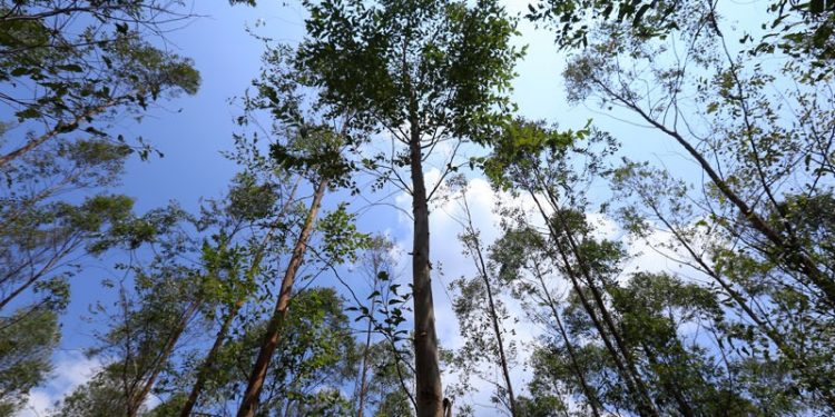 Habilitan módulo electrónico para gestionar licencias de aprovechamiento forestal