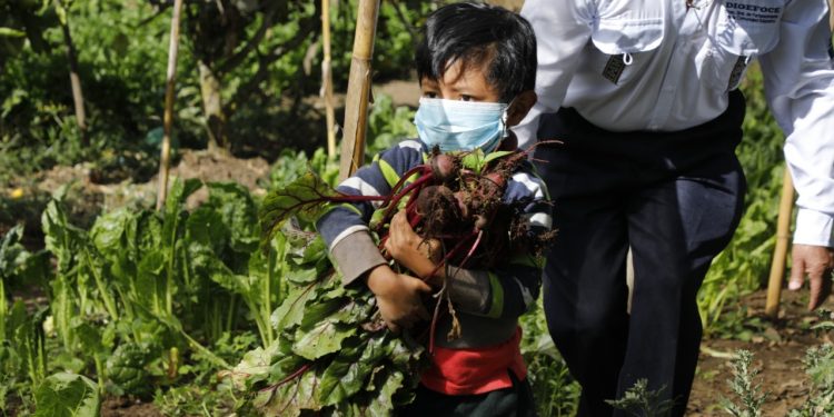 Obtienen primera cosecha de huerto comunitario en San Juan Sacatepéquez