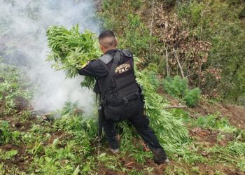 Policía Nacional Civil comparte avalúo millonario por incautaciones y decomisos al narcotráfico
