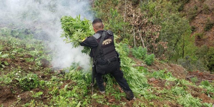 Policía Nacional Civil comparte avalúo millonario por incautaciones y decomisos al narcotráfico