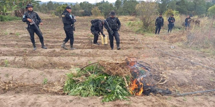 Erradican más de 14 mil matas de marihuana en Totonicapán